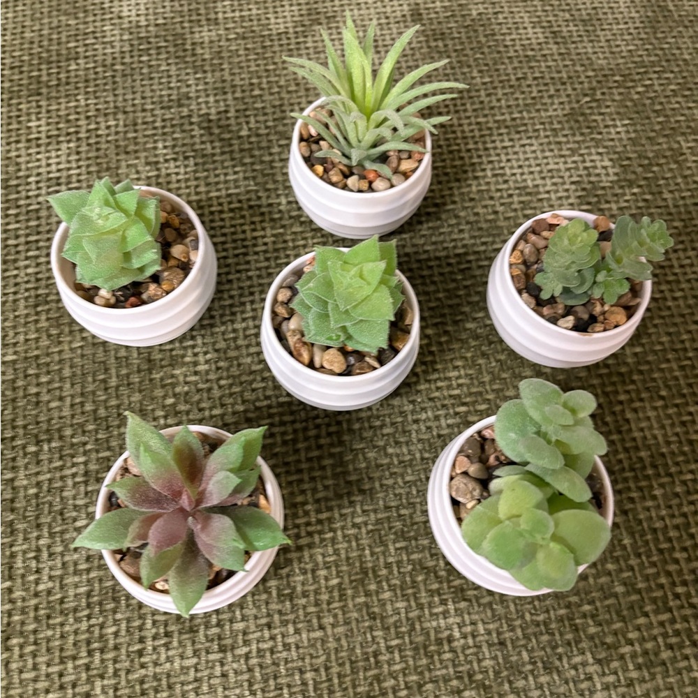 Set of 6 Mini Succulent Plants in White Pots